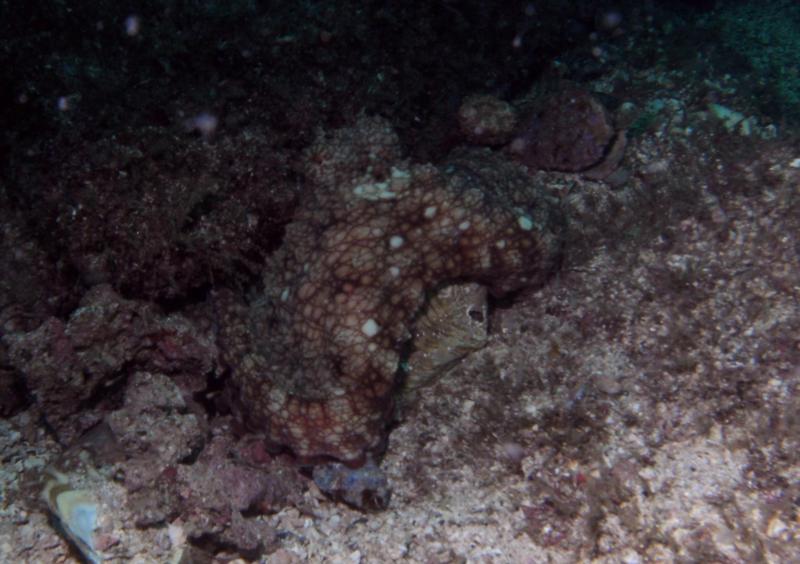 Octopus - Playa Hermosa, Guanacaste, Costa Rica