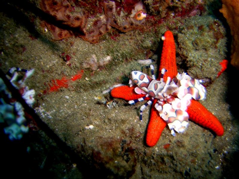 Harlequin enjoying starfish dinner