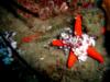 Harlequin enjoying starfish dinner