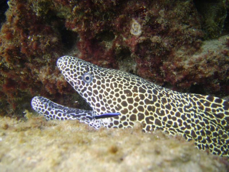 Honeycomb moray