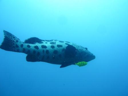 Potato grouper