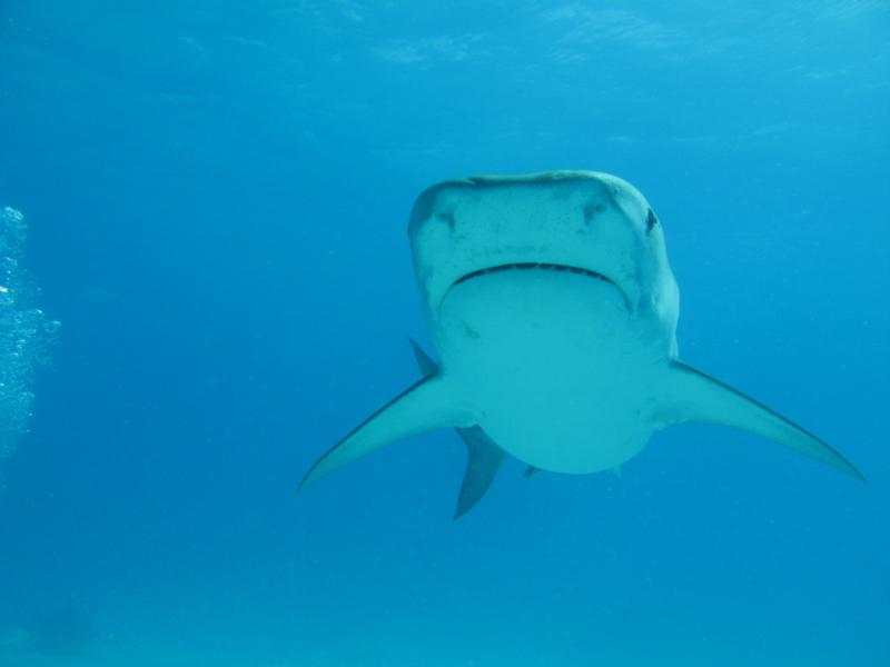 tiger shark