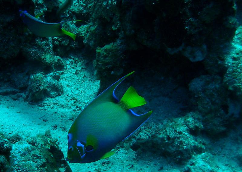 Queen Angel - Grand Cayman