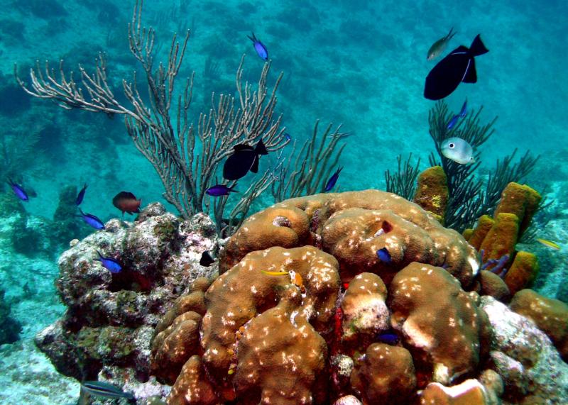 Sunset House Reef - Grand Cayman