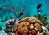 Sunset House Reef - Grand Cayman