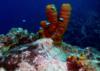 Tube Sponges - Great House Reef - Grand Cayman