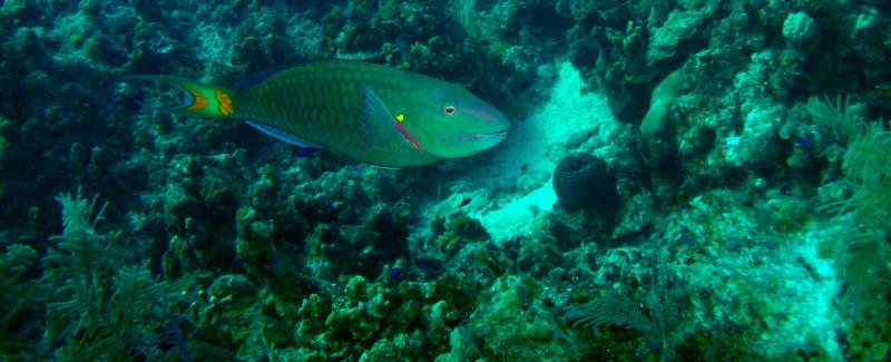 Parrot Fish - Great House Reef - Grand Cayman