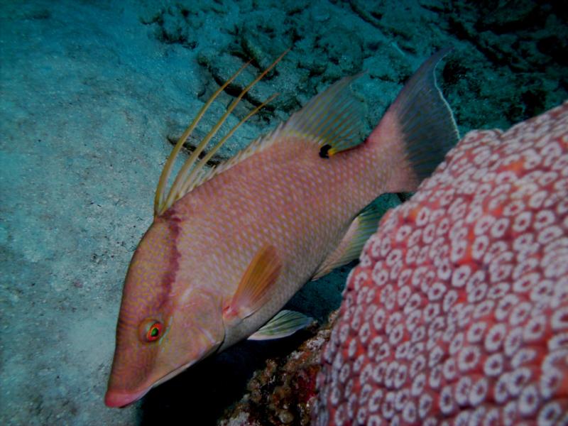 Hog Fish at Devil’s Grotto