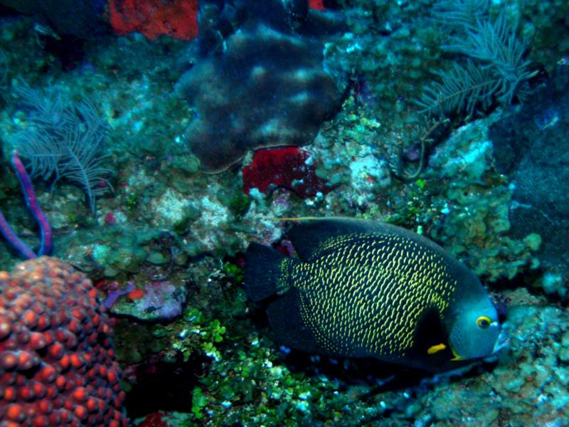 French Angel at Armchair Reef - Grand Cayman