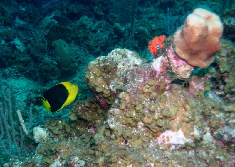 Rock Beauty at Arm Chair Reef