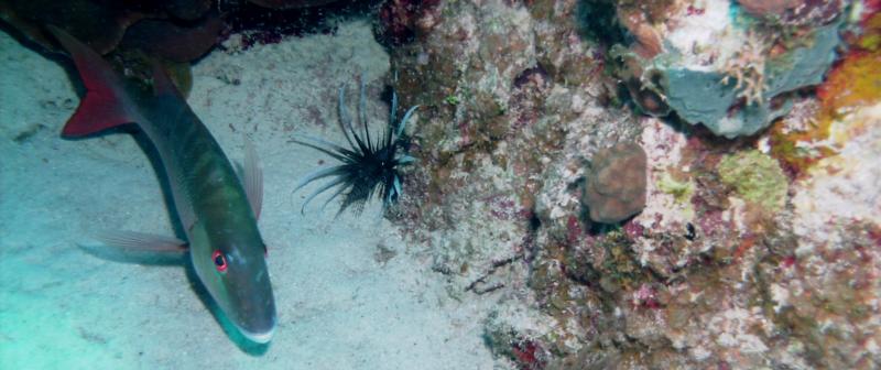 Snapper and Lion fish at Arm Chair Reef