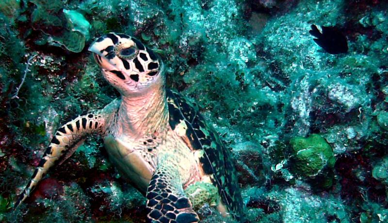 Sea Turtle at Royal Palms Reef - Grand Cayman