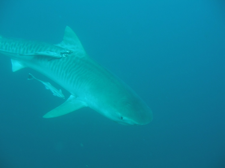 Big Boy - Tiger Shark