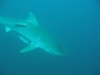 Big Boy - Tiger Shark