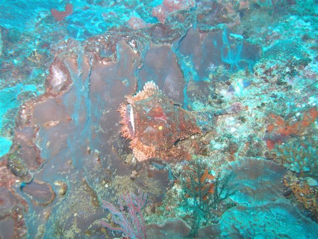 Scorpion Fish