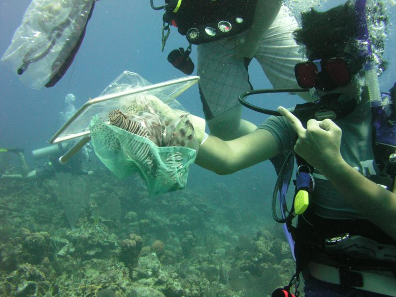 F Lionfish