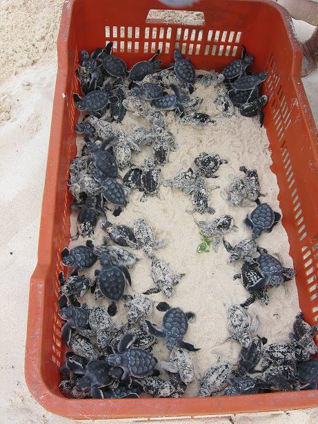 more baby turtles from Cozumel