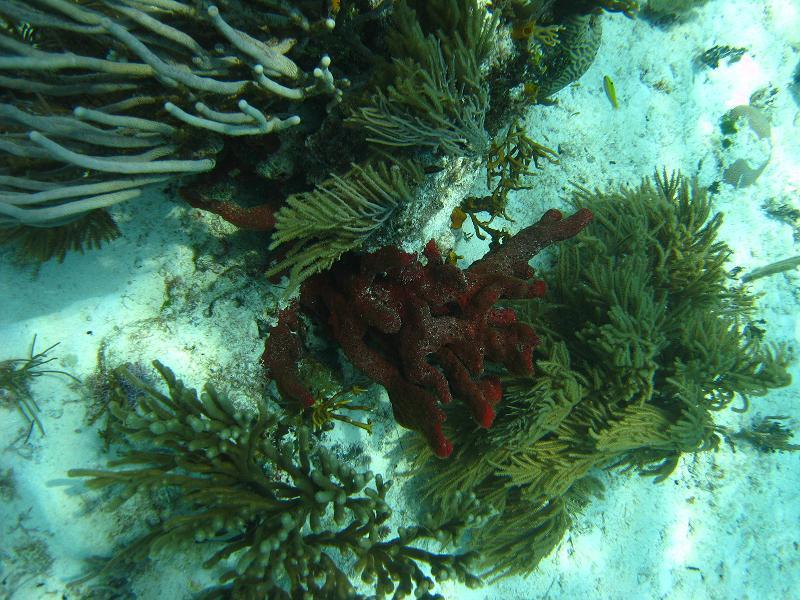 Cerebros reef - Playa del Carmen