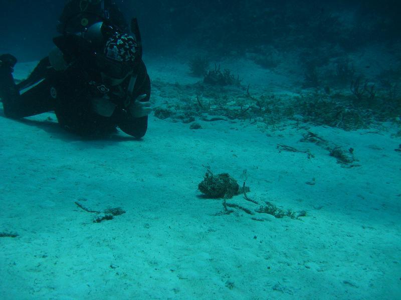 Watching Stone Fish hop