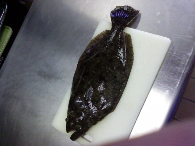 flounder 27