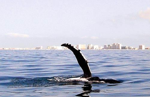 Whale of of Destin from Sat 5-24