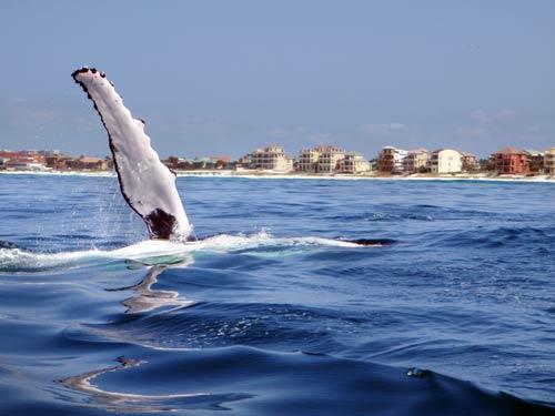 Whale off of Destin from Sat 5-24