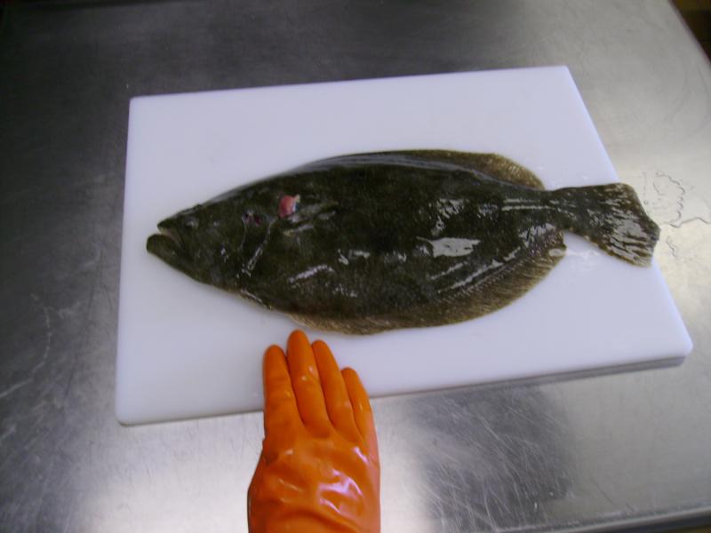 Little flounder 1-19-09 of Destin
