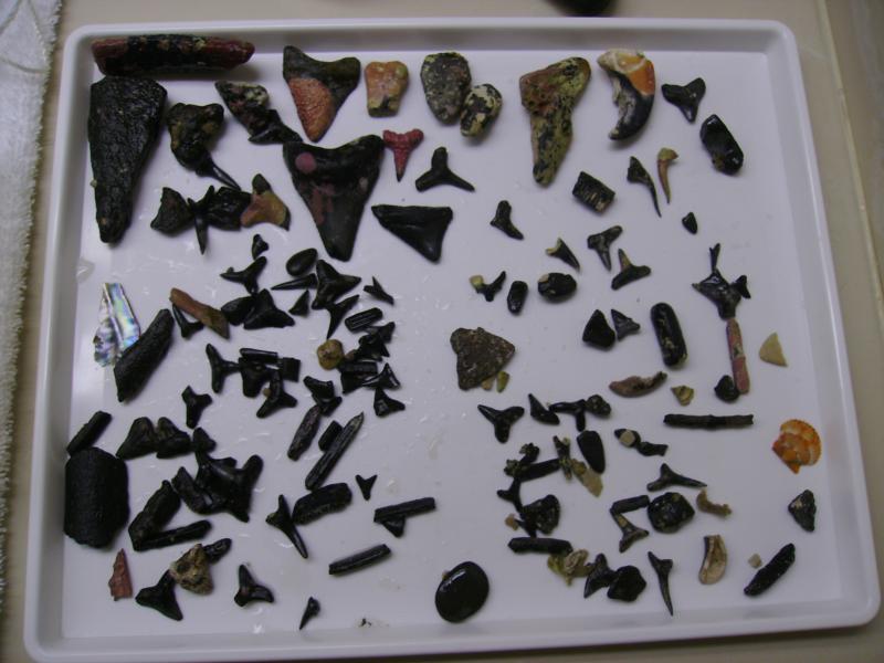 venice fossils
