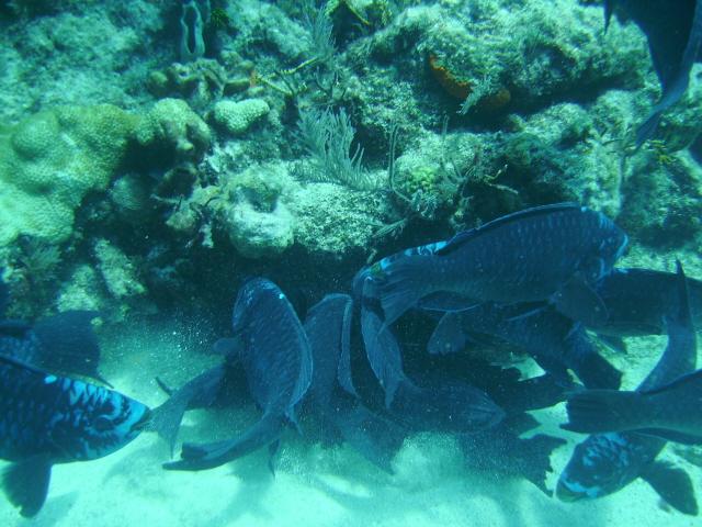 Really blue fish group in Key Largo 6/10/09