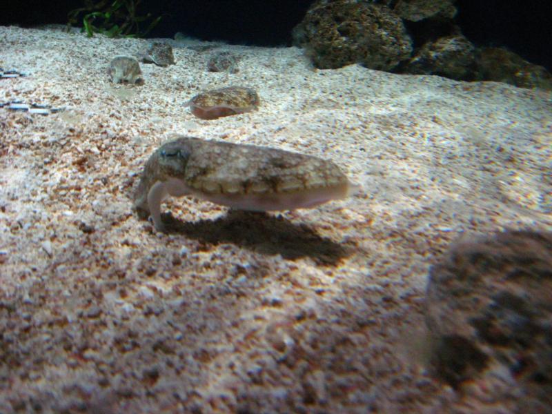 cuttlefish