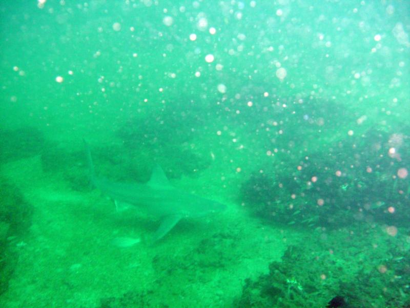 Bull shark off Destin