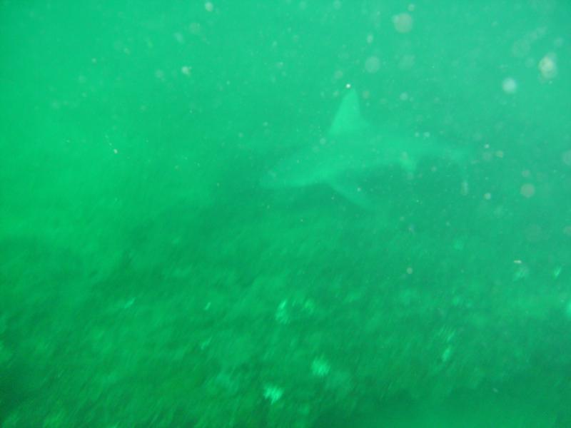 same Bull shark, Destin