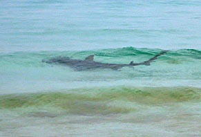 Bonnet head or hammerhead Destin Fla