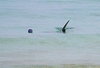 Playing ball with a Shark