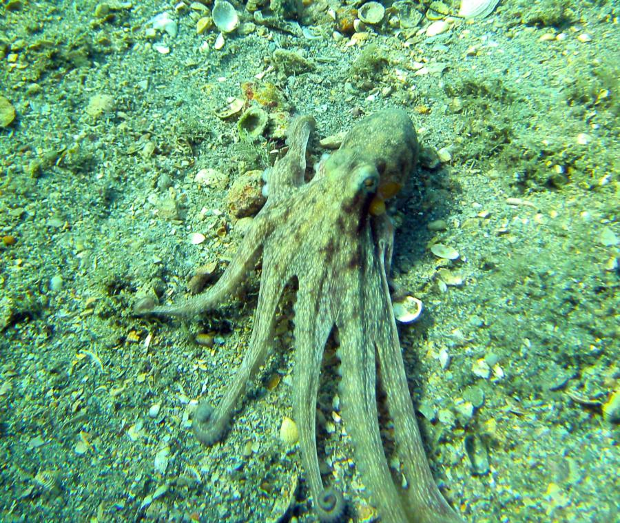 Octo at BHB 5 6 12