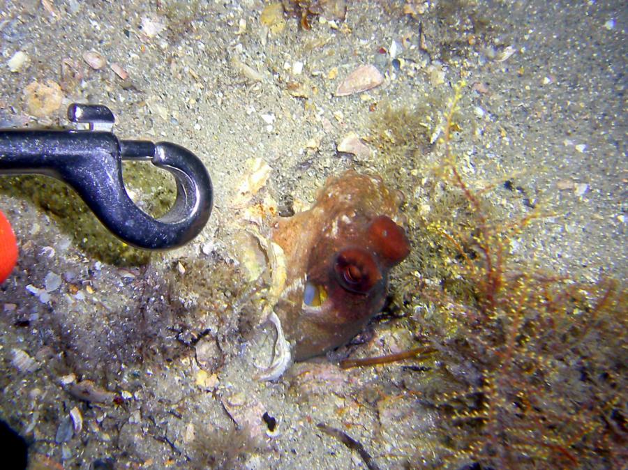 Tiny octo hiding in a mantis hole 5 4 12