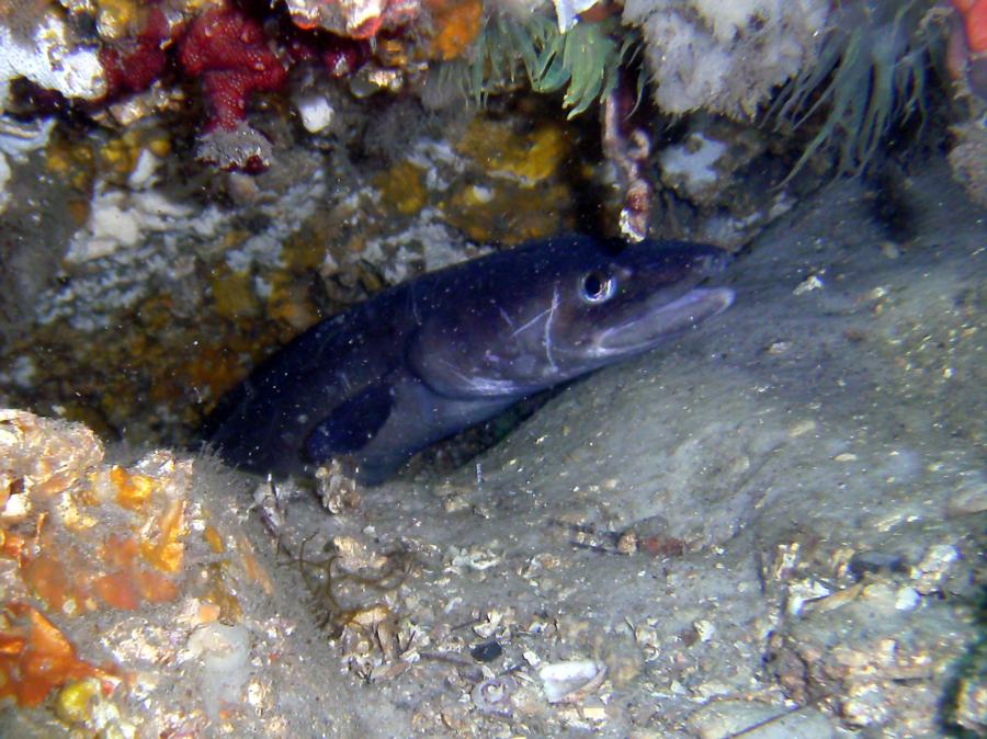 Eel head shot 5/28