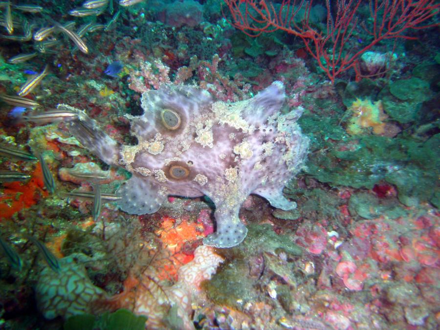 Frog fish