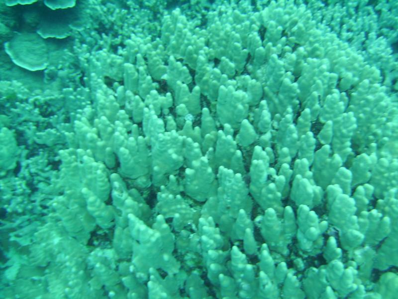 coral 1