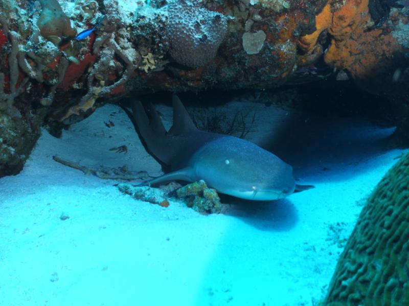 Nurse Shark