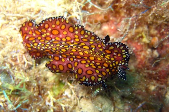 Leopard Flatworm