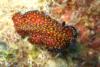 Leopard Flatworm