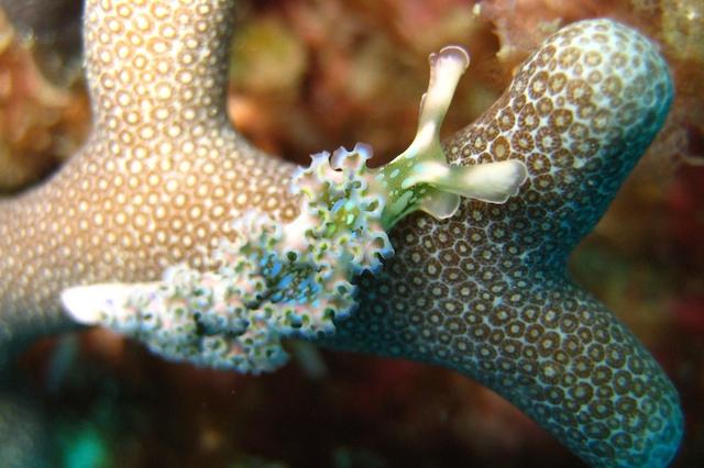 Lettuce Sea Slug