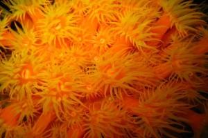 Cup Coral covering the port side of ’Veronica L’ like a carpet