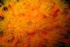 Cup Coral covering the port side of ’Veronica L’ like a carpet