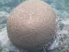 Brain Coral