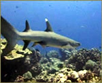 white tip shark