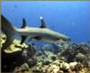 white tip shark