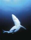 shark white tip