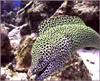 leopard eel giant